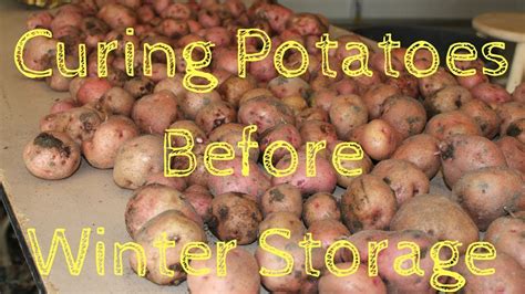 How do you cure potatoes at home?