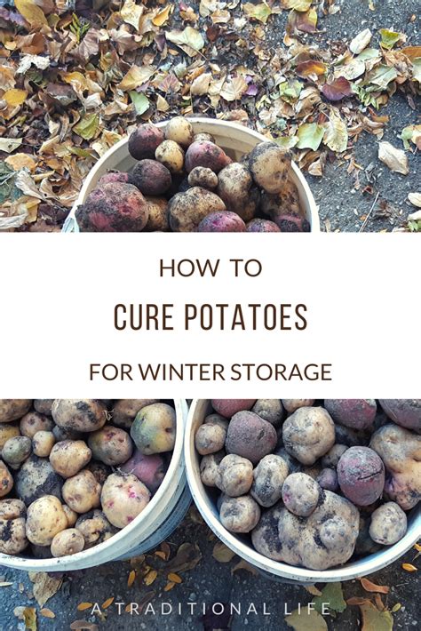 How do you cure potatoes for long term storage?