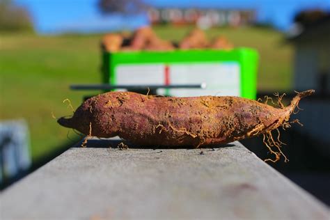 How do you cure sweet potatoes?