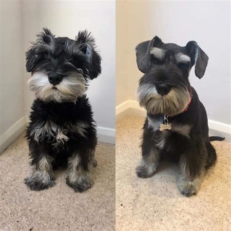 How do you cut a mini Schnauzer eyebrow?