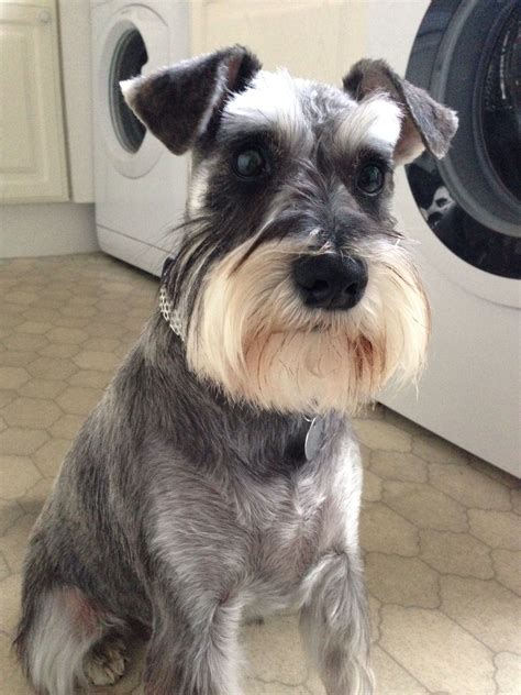 How do you cut a miniature schnauzer's hair?