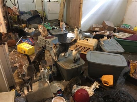 How do you deal with a cat hoarder?