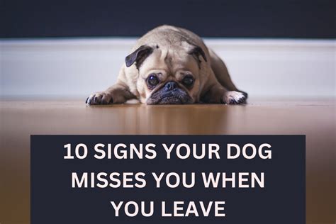 How do you deal with a dog that misses its owner?