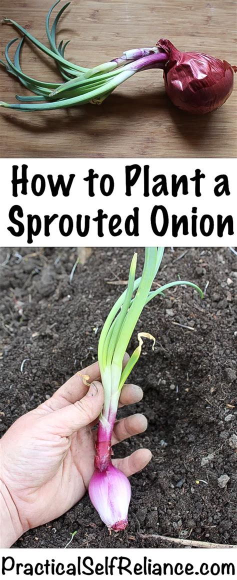 How do you decongest with an onion?