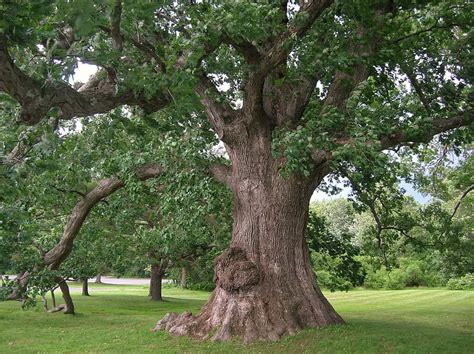 How do you describe an oak tree?