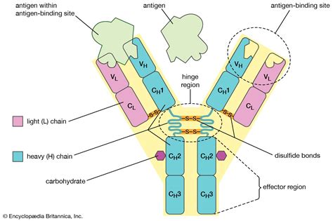 How do you determine antibody specificity?