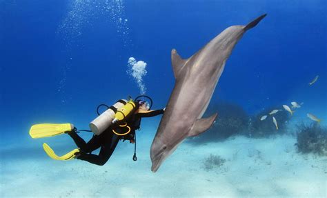 How do you dive like a dolphin?