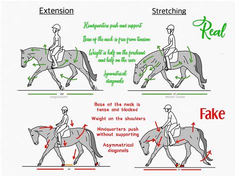 How do you do a perfect trot?