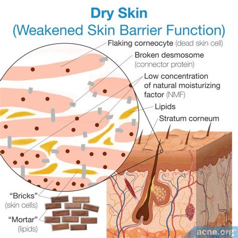 How do you do a skin cycle for dry skin?