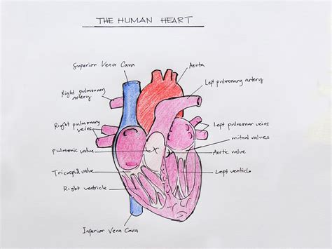 How do you draw a human heart diagram?