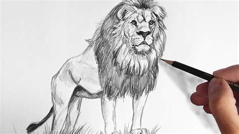 How do you draw a lion video with a pencil?