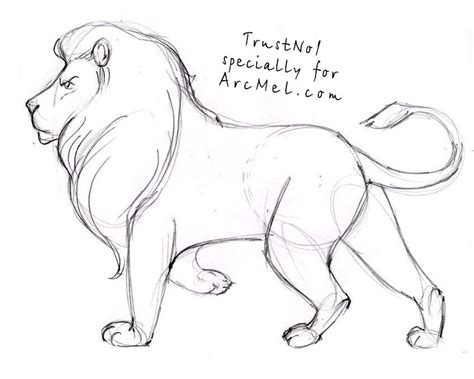 How do you draw an American lion?