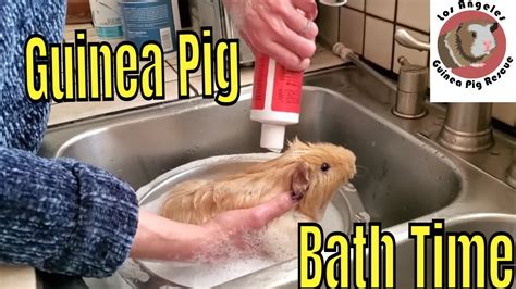 How do you dry a guinea pig after a bath?