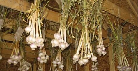 How do you dry garlic bulbs?