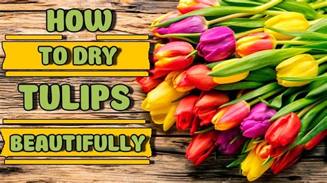 How do you dry tulips?