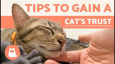 How do you earn a cats trust?