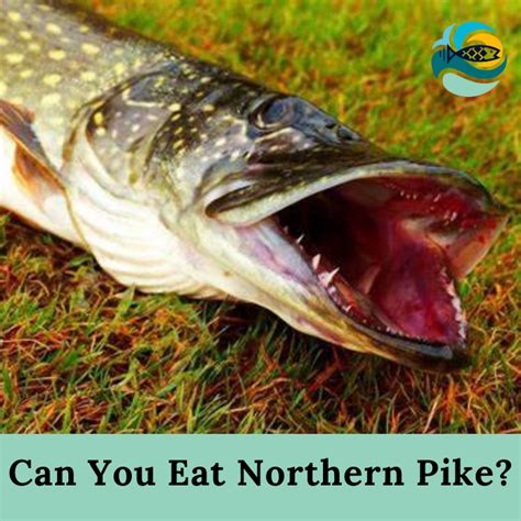 How do you eat pike?