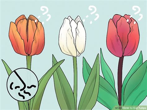 How do you eat tulips?