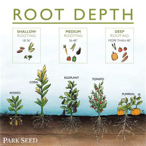 How do you elevate to root?