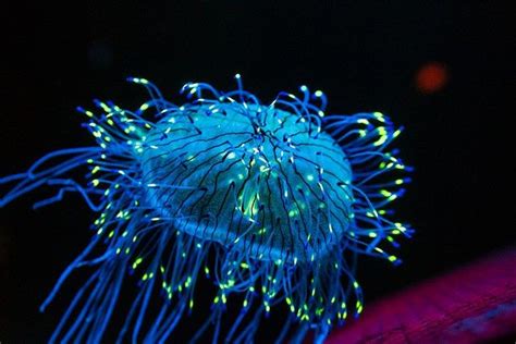 How do you farm bioluminescence?