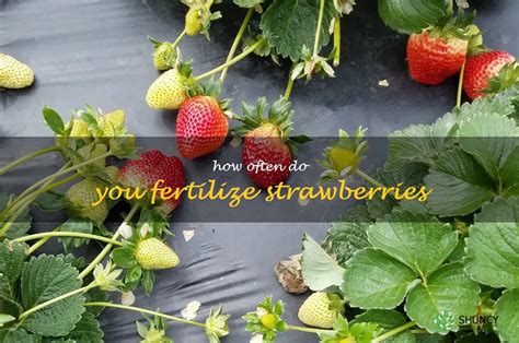 How do you fertilize strawberries?