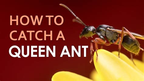 How do you find a queen ant?