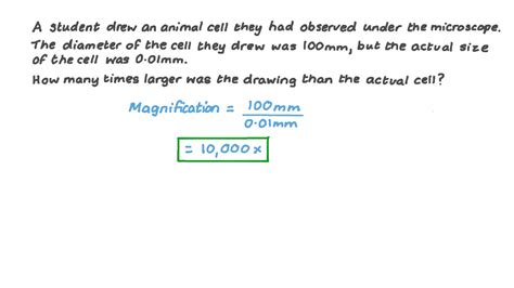 How do you find the length of a cell?