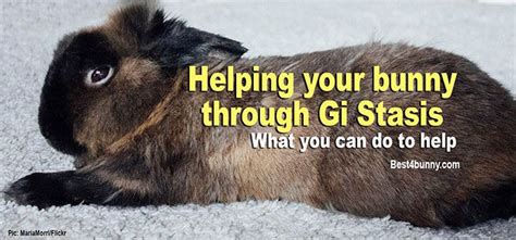 How do you fix GI stasis in rabbits?