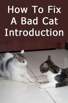 How do you fix a bad cat introduction?