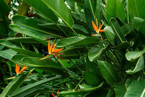 How do you fix a bird of paradise plant?