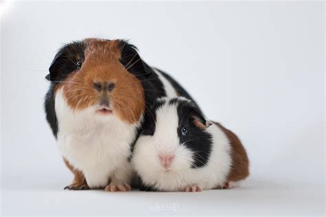 How do you fix a constipated guinea pig?