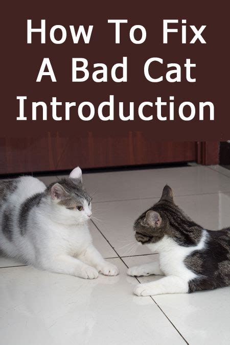 How do you fix a failed cat introduction?