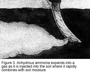 How do you fix ammonia in soil?