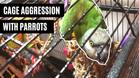 How do you fix an aggressive parrot?