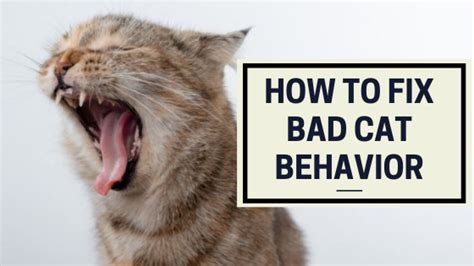 How do you fix bad behavior in cats?