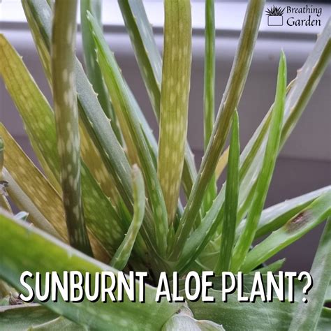 How do you fix sunburned aloe vera?