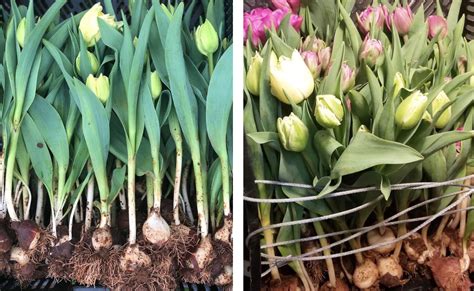 How do you fluff tulips?