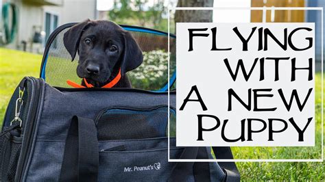 How do you fly with two puppies?