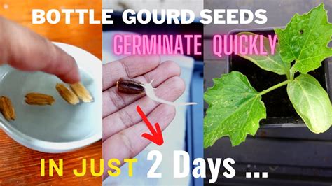 How do you germinate bottle gourd seeds faster?