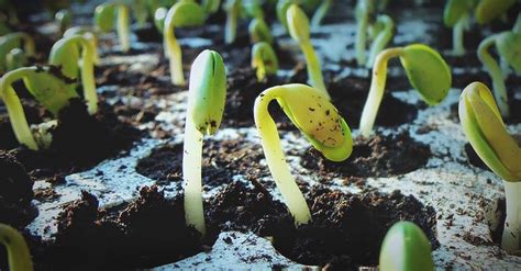How do you germinate gourd seeds fast?