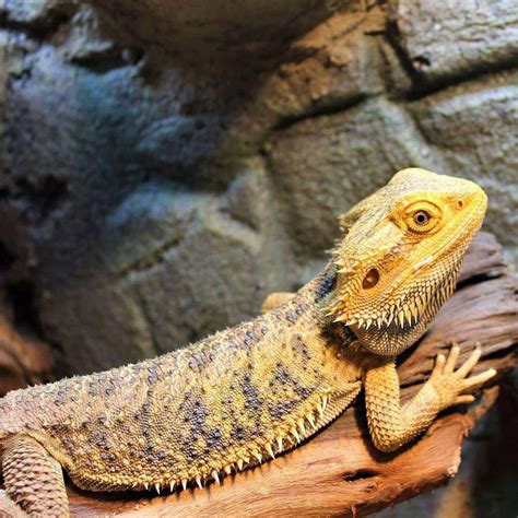 How do you get a bearded dragon to trust you?