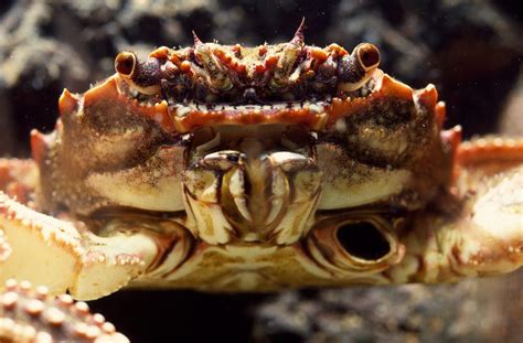 How do you get a crab to like you?