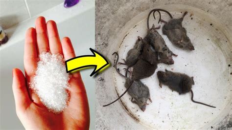 How do you get a dead mouse out of a trap?