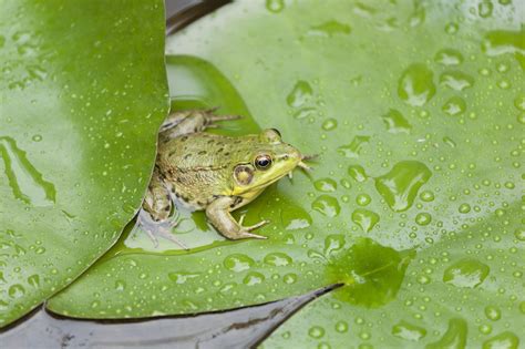 How do you get a frog habitat?
