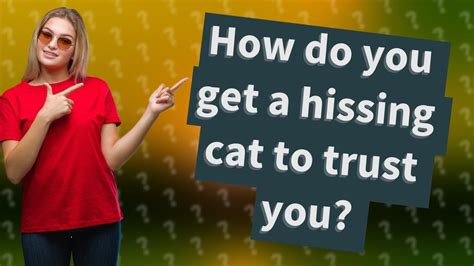 How do you get a hissing cat to trust you?