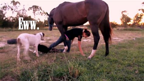 How do you get a horse to trust and love you?