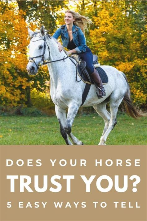 How do you get a scared horse to trust you?