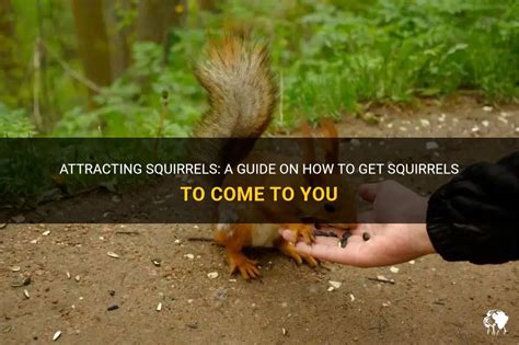 How do you get a squirrel to come?