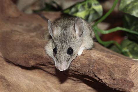 How do you get a wild mouse to like you?