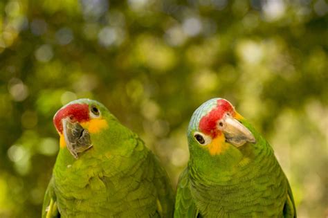 How do you get an Amazon parrot to like you?